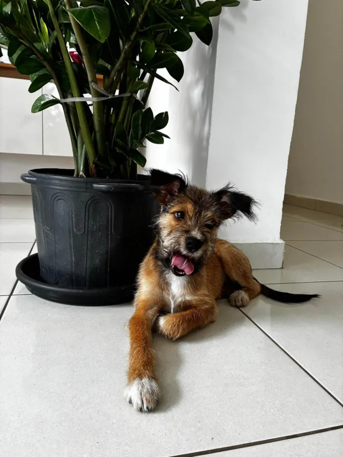 Cachorro ra a SRD-ViraLata idade 2 a 6 meses nome Frida