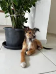 Frida