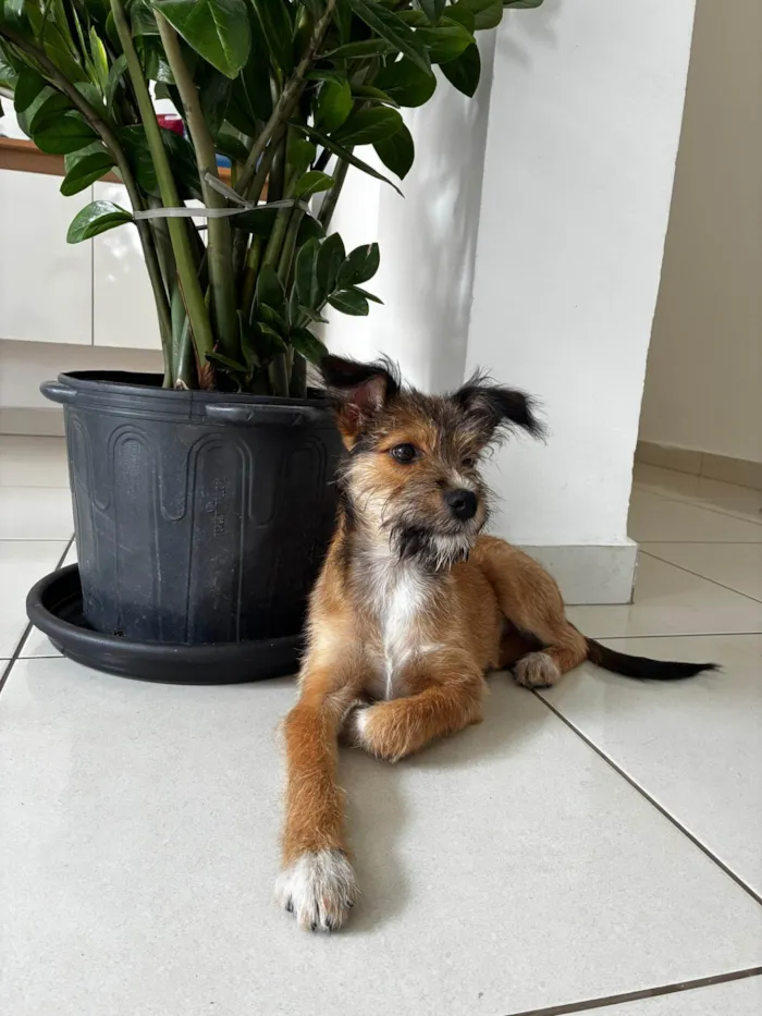 Cachorro ra a SRD-ViraLata idade 2 a 6 meses nome Frida