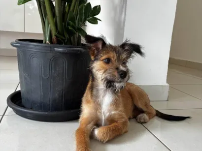 Cachorro raça SRD-ViraLata idade 2 a 6 meses nome Frida