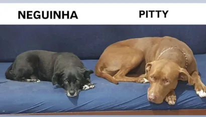 Cachorro raça Pit-Bull idade 3 anos nome JOSE NICOLAU DA SILVA FILHO