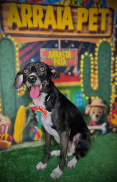Cachorro raça SRD-ViraLata idade 3 anos nome Costelinha