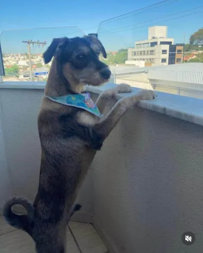 Cachorro raça SRD-ViraLata idade 3 anos nome Toddy