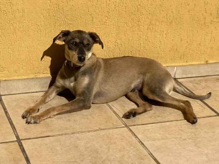 Cachorro ra a SRD-ViraLata idade 3 anos nome Toddy