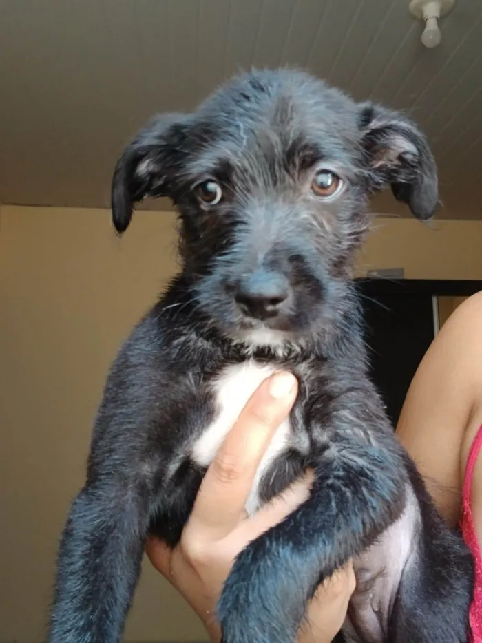 Cachorro ra a SRD-ViraLata idade 2 a 6 meses nome Sem nome definido.