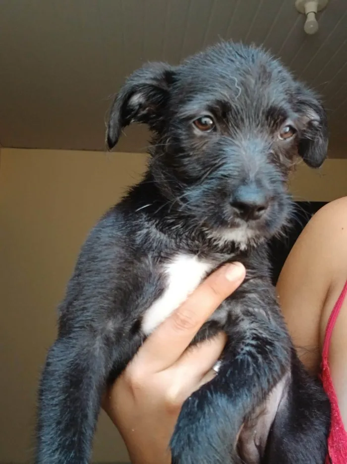 Cachorro ra a SRD-ViraLata idade 2 a 6 meses nome Sem nome definido.