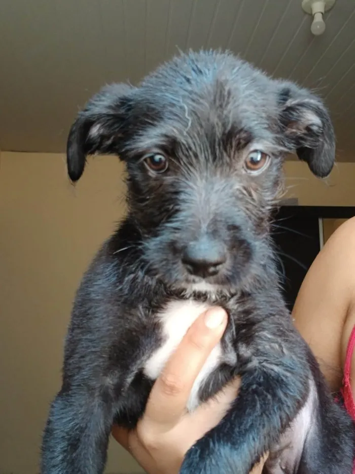 Cachorro ra a SRD-ViraLata idade 2 a 6 meses nome Sem nome definido.