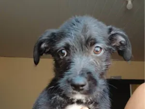 Cachorro raça SRD-ViraLata idade 2 a 6 meses nome Sem nome definido.