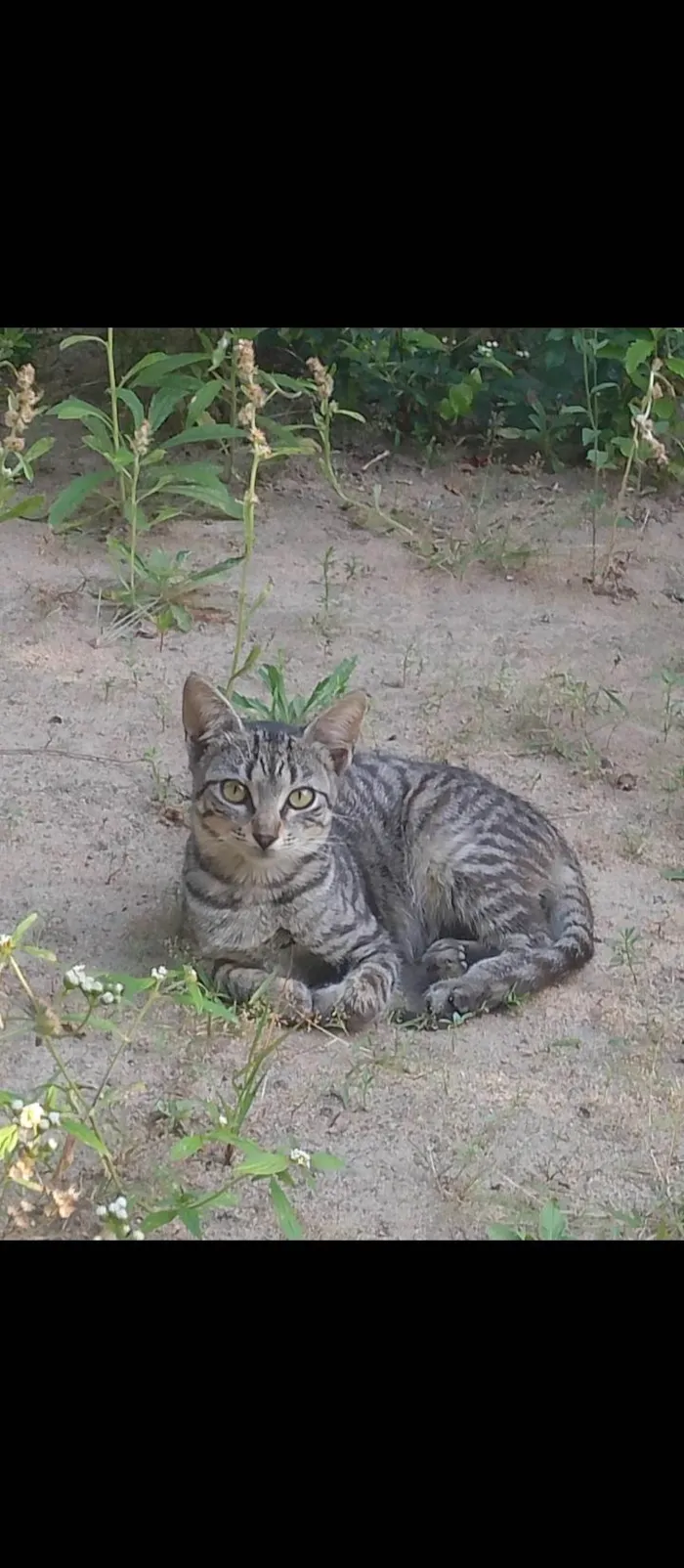 Gato ra a SRD-ViraLata idade 7 a 11 meses nome Sem nome 