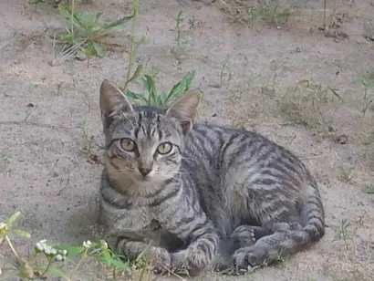 Gato raça SRD-ViraLata idade 7 a 11 meses nome Sem nome 