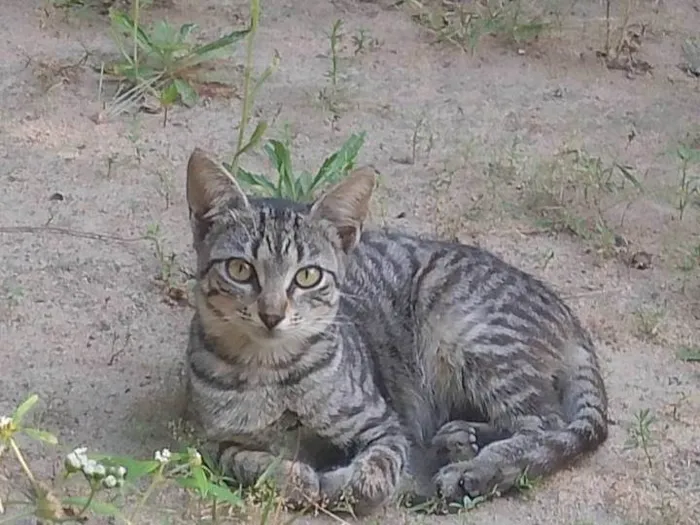 Gato ra a SRD-ViraLata idade 7 a 11 meses nome Sem nome 
