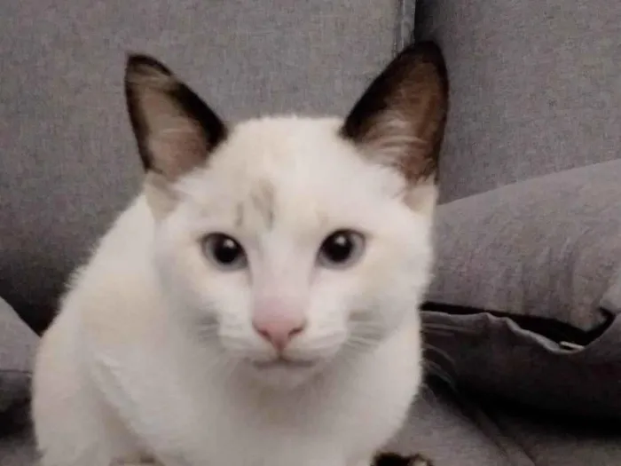 Gato raça SRD-ViraLata idade 2 a 6 meses nome Lua