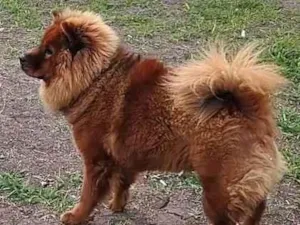 Cachorro raça Chow Chow idade 1 ano nome Meg