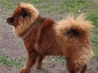 Cachorro raça Chow Chow idade 1 ano nome Meg