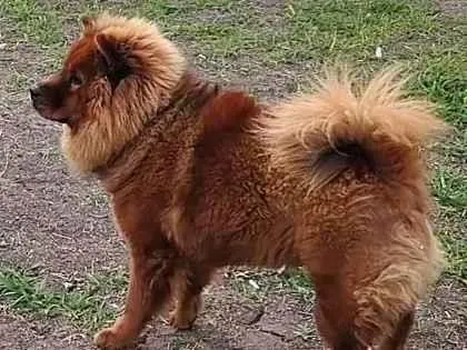 Cachorro ra a Chow Chow idade 1 ano nome Meg