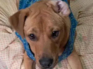 Cachorro raça SRD-ViraLata idade 1 ano nome Scooby