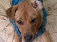 Scooby