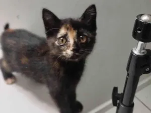 Gato raça SRD-ViraLata idade 2 a 6 meses nome Aninha