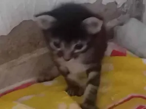 Gato raça SRD-ViraLata idade 2 a 6 meses nome Paula Maria Batista De Brito
