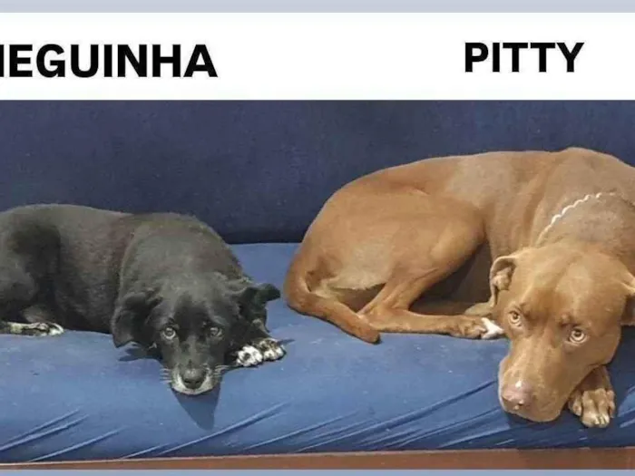 Cachorro ra a Pit-Bull idade 3 anos nome JOSE NICOLAU DA SILVA FILHO