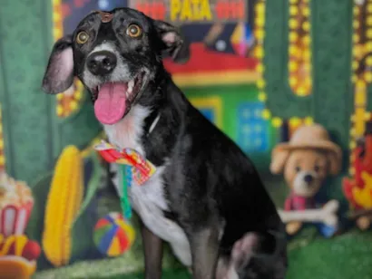 Cachorro raça SRD-ViraLata idade 3 anos nome Costelinha