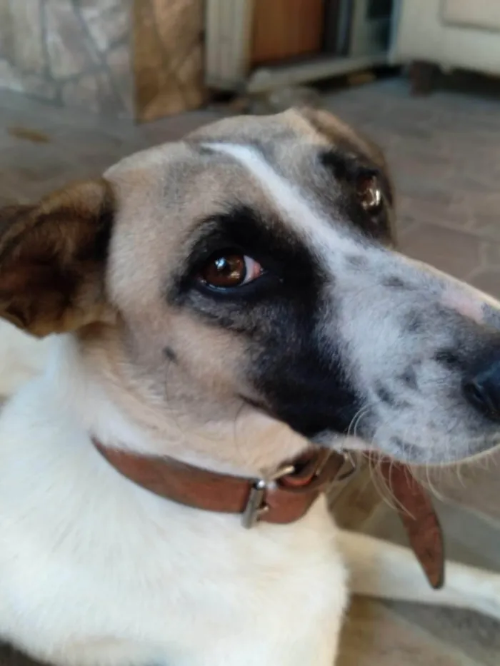 Cachorro ra a SRD-ViraLata idade 6 ou mais anos nome Bili