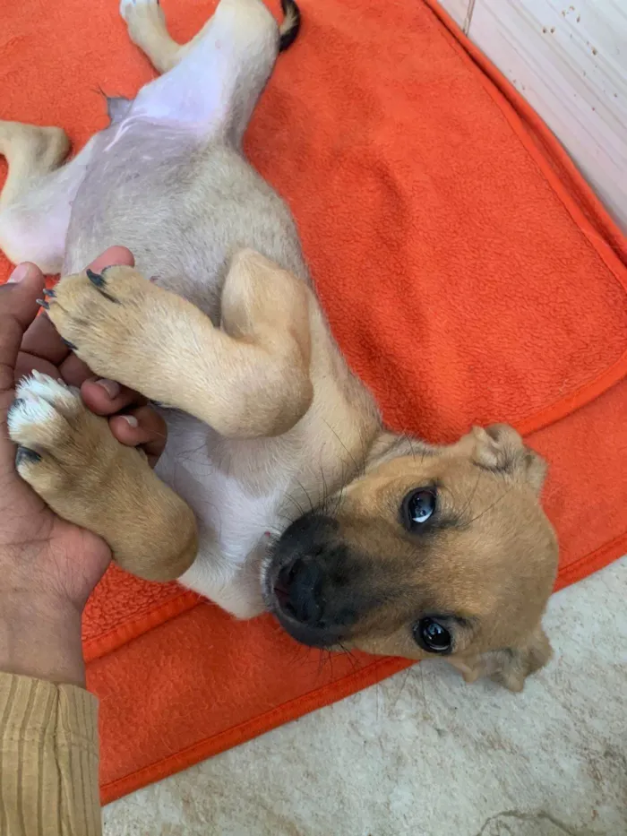 Cachorro ra a SRD-ViraLata idade 2 a 6 meses nome STER DE FREITAS GONCALVES