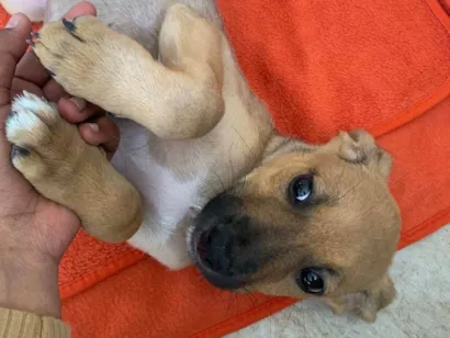 Cachorro raça SRD-ViraLata idade 2 a 6 meses nome STER DE FREITAS GONCALVES