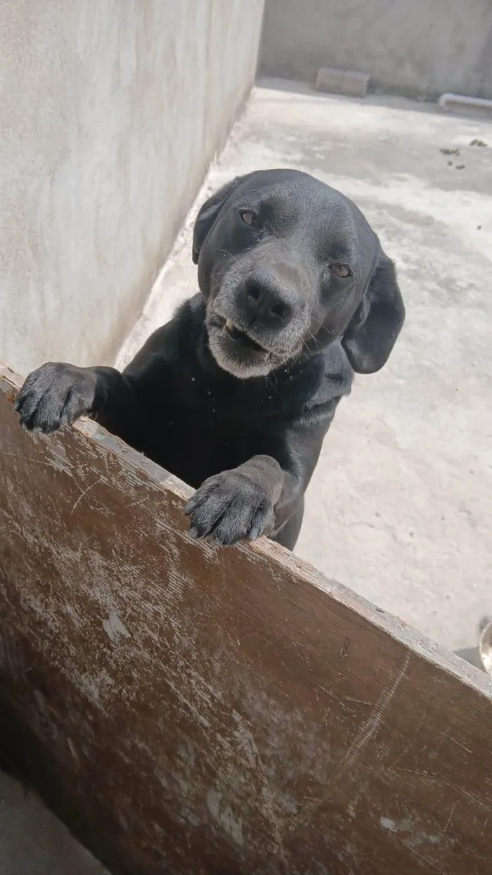 Cachorro ra a Labrador idade 6 ou mais anos nome Scoob