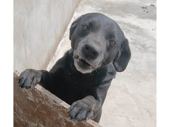 Cachorro ra a Labrador idade 6 ou mais anos nome Scoob