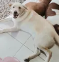 Cachorro mestiço Adoção