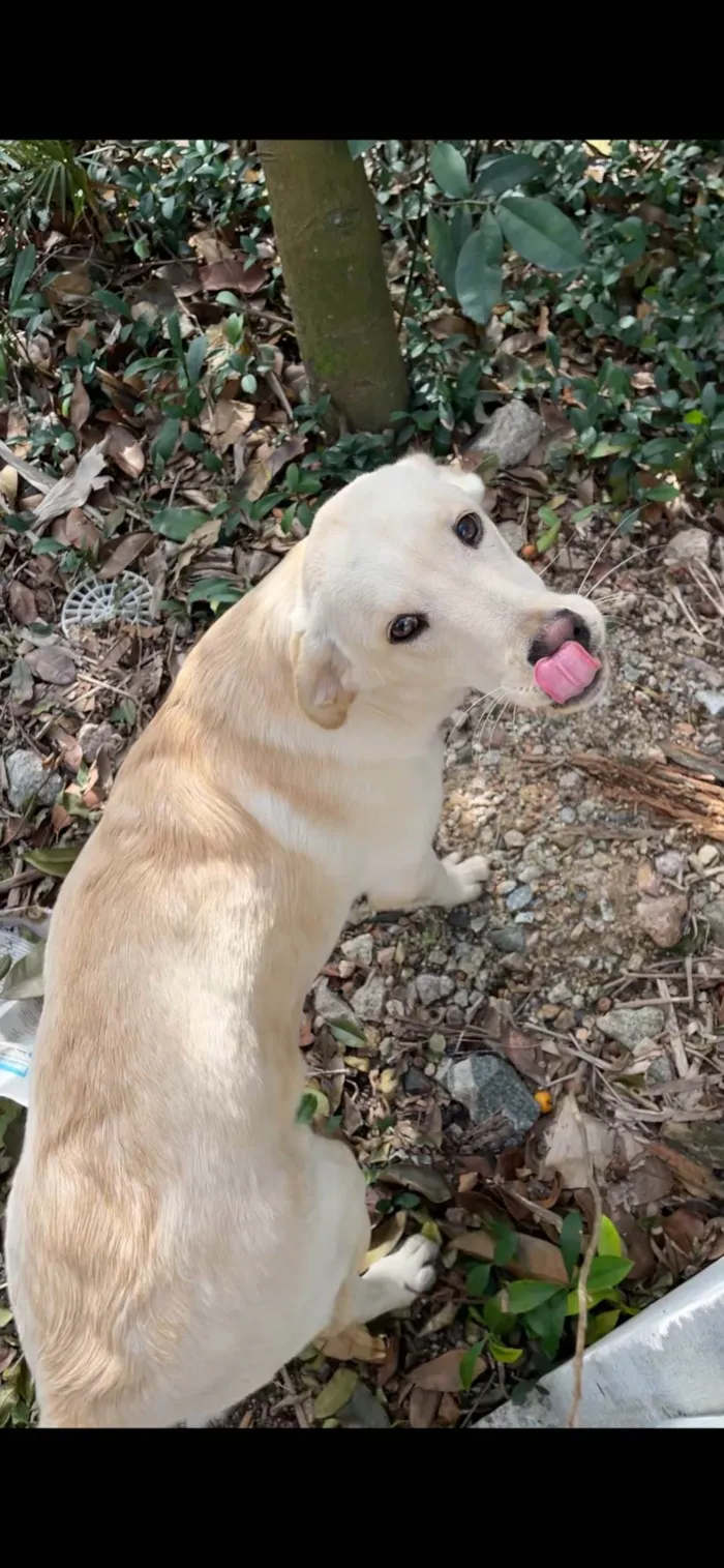 Cachorro ra a SRD-ViraLata idade 1 ano nome Cachorro mestiço Adoção