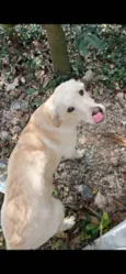 Cachorro mestiço Adoção