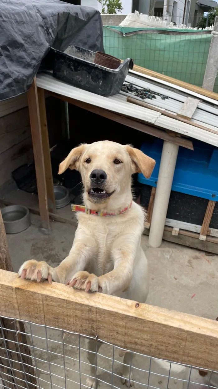 Cachorro ra a SRD-ViraLata idade 1 ano nome Cachorro mestiço Adoção