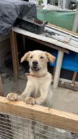 Cachorro mestiço Adoção