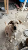 Cachorro mestiço Adoção