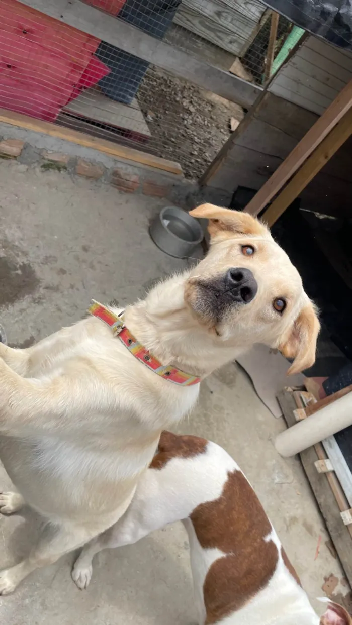 Cachorro ra a SRD-ViraLata idade 1 ano nome Cachorro mestiço Adoção