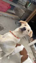 Cachorro mestiço Adoção