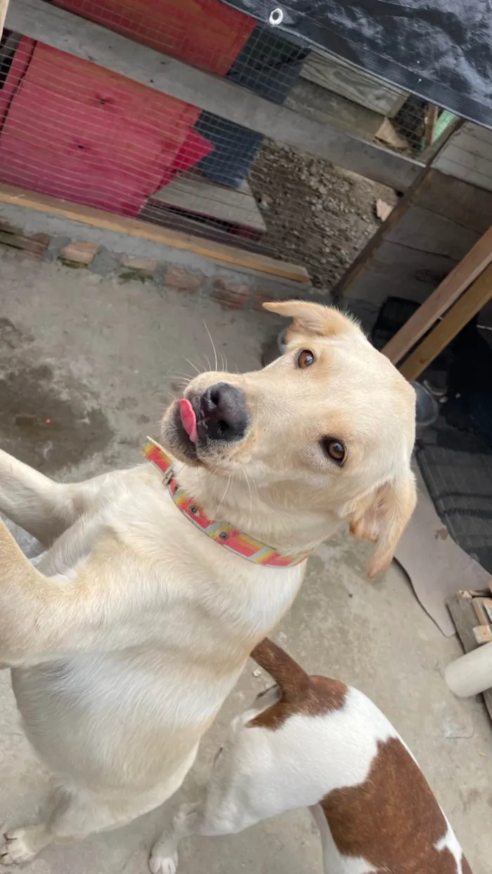Cachorro ra a SRD-ViraLata idade 1 ano nome Cachorro mestiço Adoção