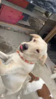Cachorro mestiço Adoção