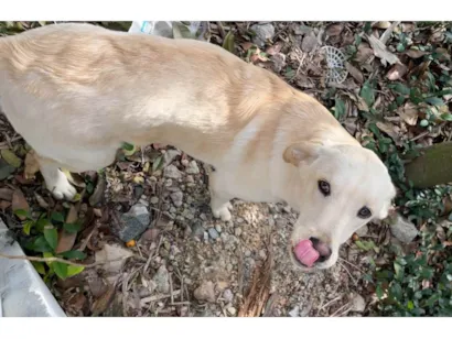 Cachorro raça SRD-ViraLata idade 1 ano nome Cachorro mestiço Adoção