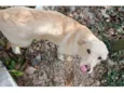 Cachorro mestiço Adoção