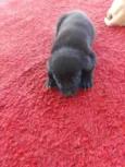 Filhotes d labrador