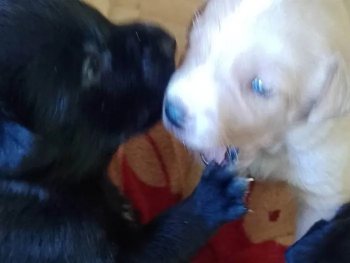 Cachorro ra a Labrador idade 2 a 6 meses nome Filhotes d labrador