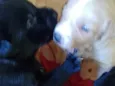 Filhotes d labrador