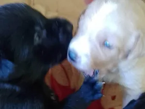Cachorro raça Labrador idade 2 a 6 meses nome Filhotes d labrador