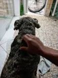 Rex