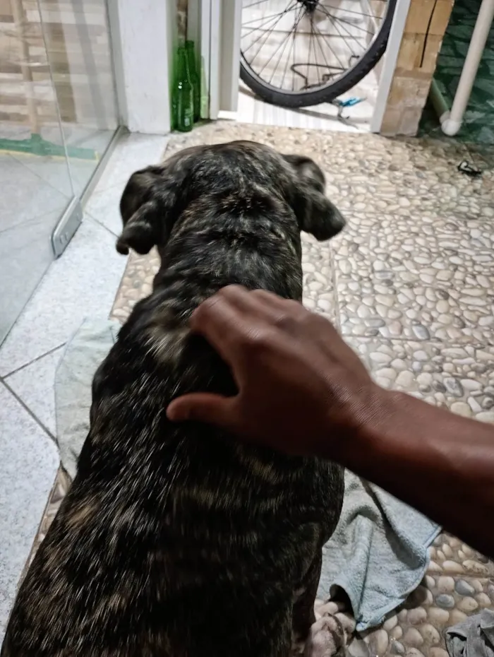Cachorro ra a Pit-Bull idade 5 anos nome Rex