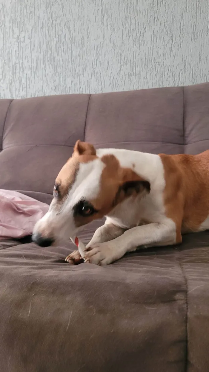 Cachorro ra a SRD-ViraLata idade 2 anos nome Happy