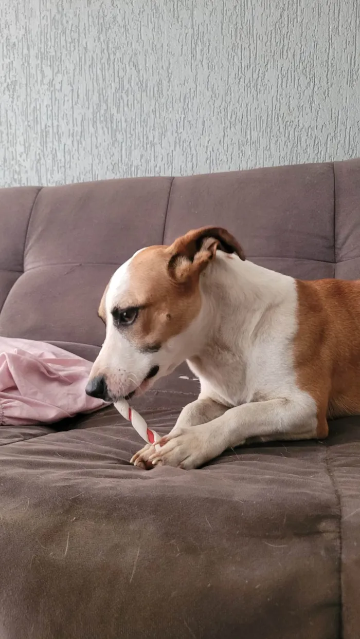 Cachorro ra a SRD-ViraLata idade 2 anos nome Happy